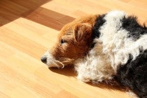 dog sleeping on a disinfectant floor with no harmful residue